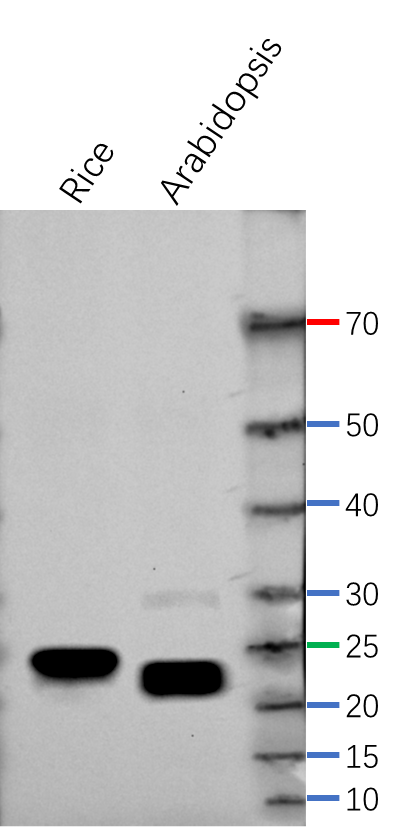 Lhca5