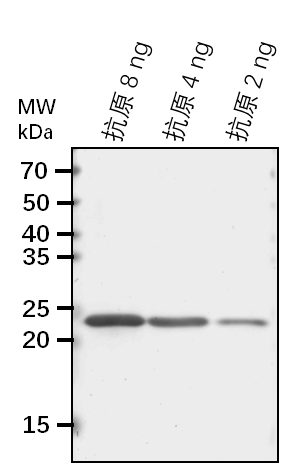 Anti-BSK2/ Serine/threonine-protein kinase BSK2