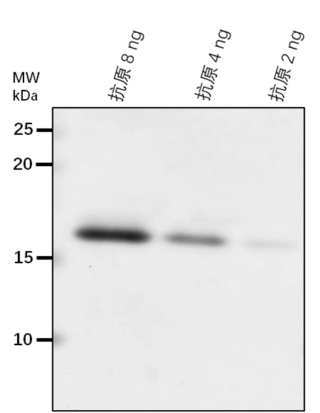 Anti-APE1/ Acclimation of photosynthesis to environment	