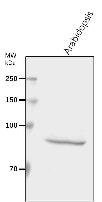 Anti-PLDDELTA/ Phospholipase D delta