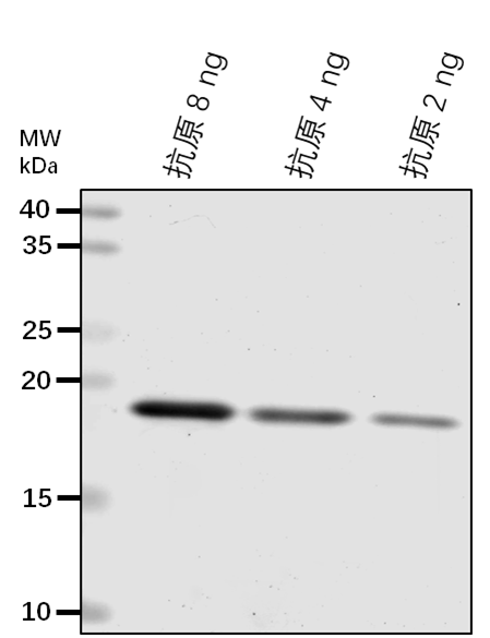 Anti-PMI1/ Protein PLASTID MOVEMENT IMPAIRED 1