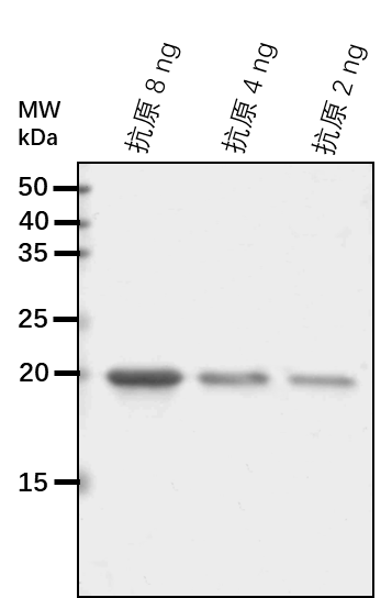 Anti-TOPP1/ Serine/threonine-protein phosphatase PP1 isozyme 1