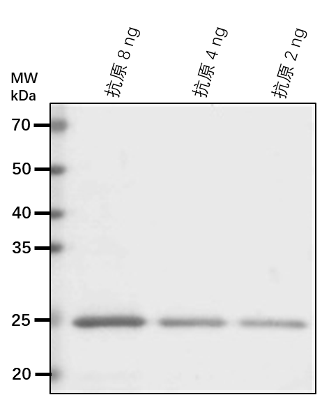 Anti-SNAP33/ SNAP25 homologous protein SNAP33