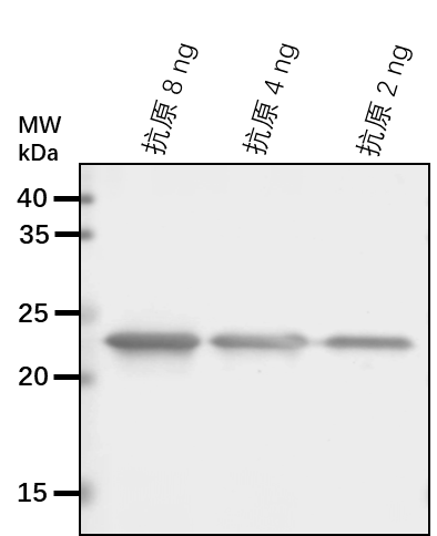 Anti-EIF3E/ Eukaryotic translation initiation factor 3 subunit E
