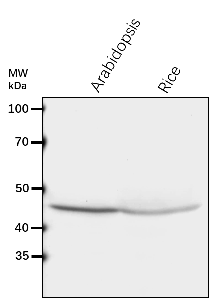 Anti-EBP1/ ERBB-3 BINDING PROTEIN 1
