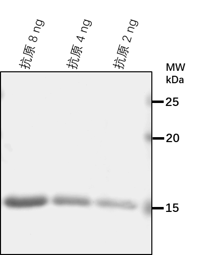 Anti-CAD1/ Probable cinnamyl alcohol dehydrogenase 1