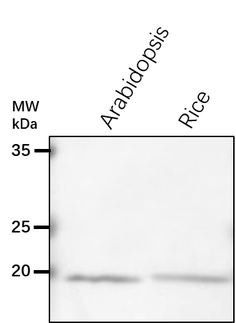 Anti-RPL18/ Large ribosomal subunit protein eL18y