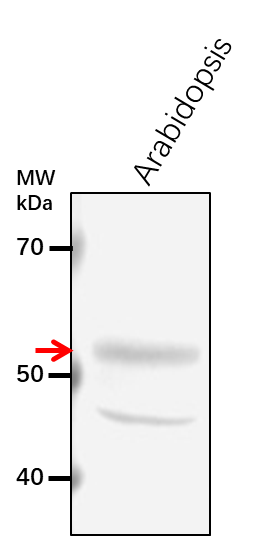 Anti-CCD1/ Carotenoid Cleavage Dioxygenase 1