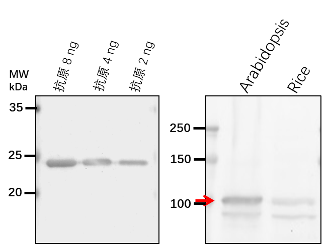 Anti-PREP1/ Presequence protease 1, chloroplastic/mitochondrial