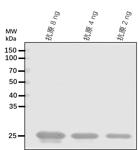 Anti-NDHK/ NAD(P)H-quinone oxidoreductase subunit K, chloroplastic