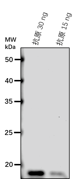 Anti-NdhJ/ NADPH-dependent oxidoreductase 