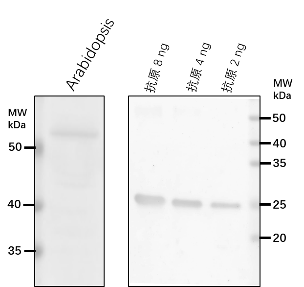 Anti-NTRC/ NADPH-dependent thioredoxin reductase 3