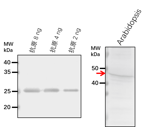Anti-ERD7/ Protein EARLY-RESPONSIVE TO DEHYDRATION 7, chloroplastic