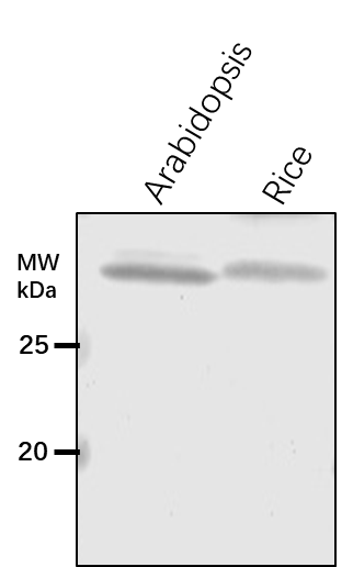 Anti-PHB1/ Prohibitin-1, mitochondrial