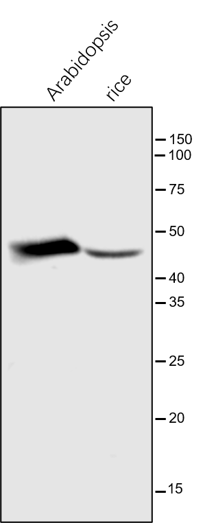 Anti-CHLP / Geranylgeranyl diphosphate reductase rabbit anti