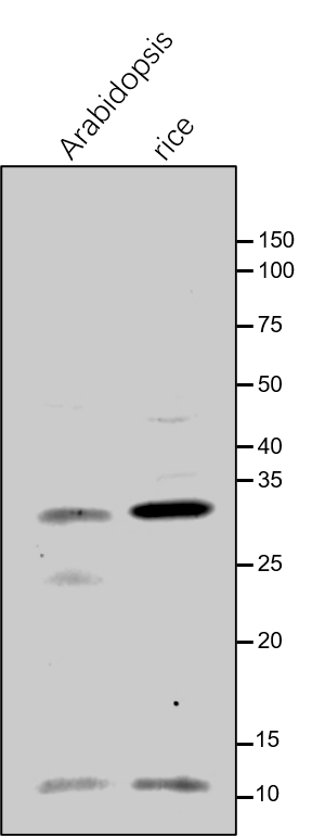Anti-CHLG / Chlorophyll synthase rabbit antibodies