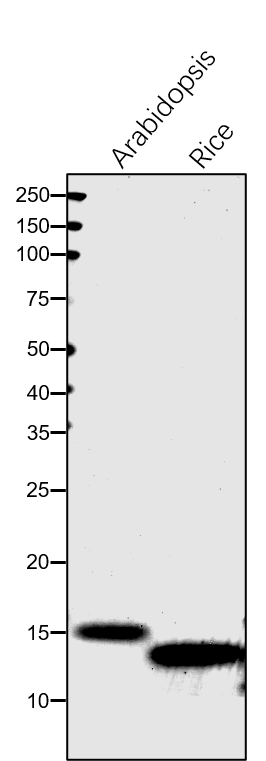 Anti-PSB28 / Photosystem II reaction center PSB28 protein ra
