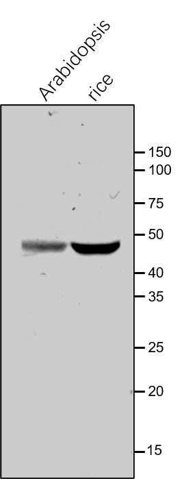 Anti-GGAT / Glutamate-glyoxylate aminotransferase