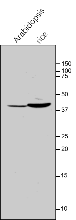 Anti-GDCST / Aminomethyltransferase Rabbit antibody