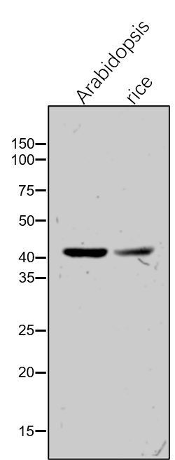 Anti-HPR / Glycerate dehydrogenase HPR