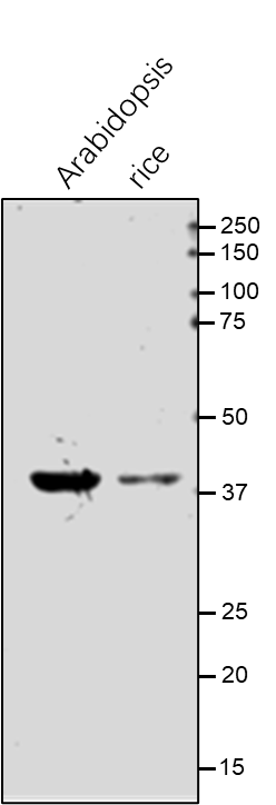 Anti-GLYK / D-glycerate 3-kinase rabbit antibody