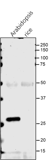 Anti-CLPP4/ ATP-dependent Clp protease P4 rabbit antibody