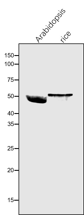 Anti-LUT2 / Lycopene epsilon cyclase Rabbit antibody