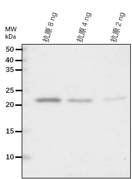 Anti-NQR/ NADPH:quinone oxidoreductase