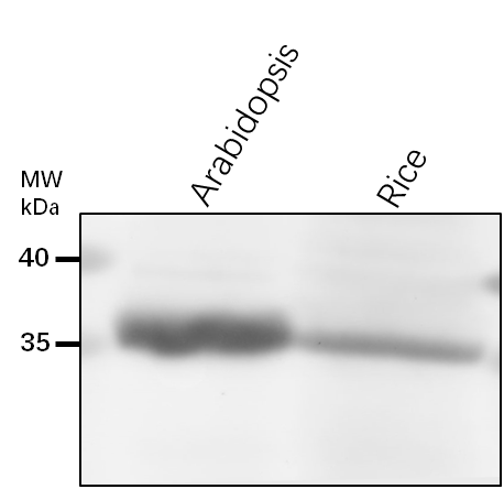 Anti-HEMC/ Porphobilinogen deaminase, chloroplastic