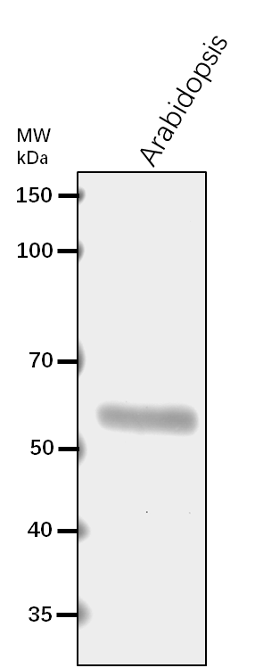 Anti-DSK2A/ Ubiquitin domain-containing protein DSK2a