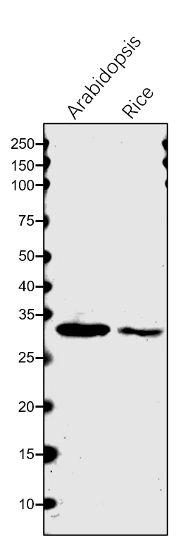 Anti-PPA6 / Soluble inorganic pyrophosphatase 6