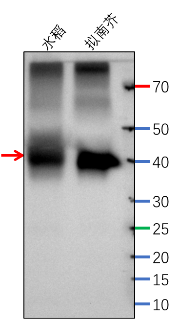 Anti-PsbB/ Photosystem II CP47 reaction center protein