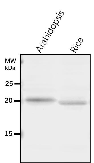 Anti-RAB7B/ Ras-related protein RABG3f