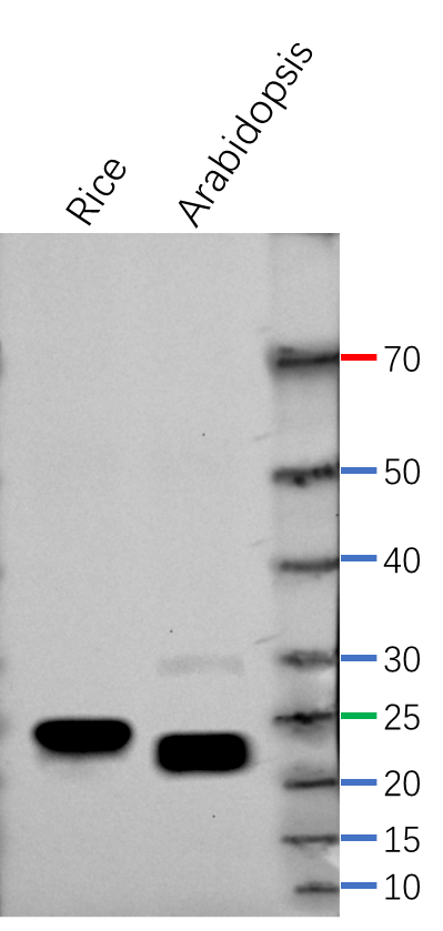 Anti-Lhca5/ Photosystem I chlorophyll a/b-binding protein 5