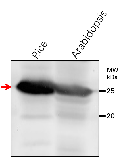 Anti-RPI3/ Probable ribose-5-phosphate isomerase 3, chloroplastic